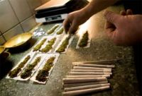 Cannabis: Tutte le Cose da Sapere nel Dibattito sulla Legalizzazione